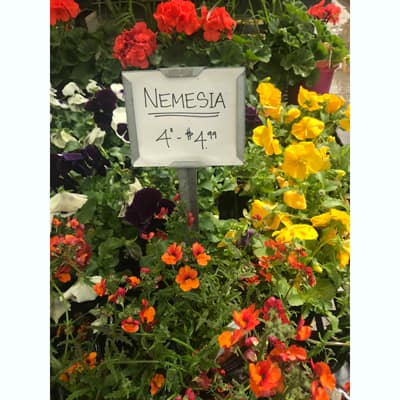 Nemesia at The Pocatello Greenhouse