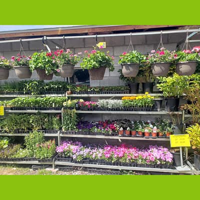 Hanging Baskets at Westwood Growers